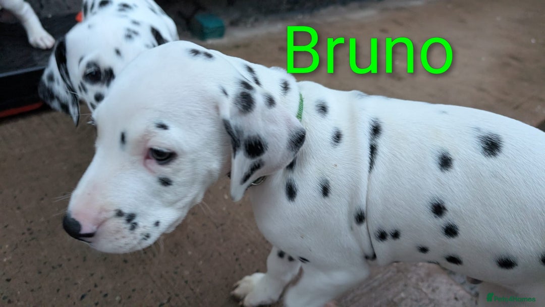 Dalmatian dogs for sale: Dalmatian puppies KC registered last 1 remaining - Advert 12