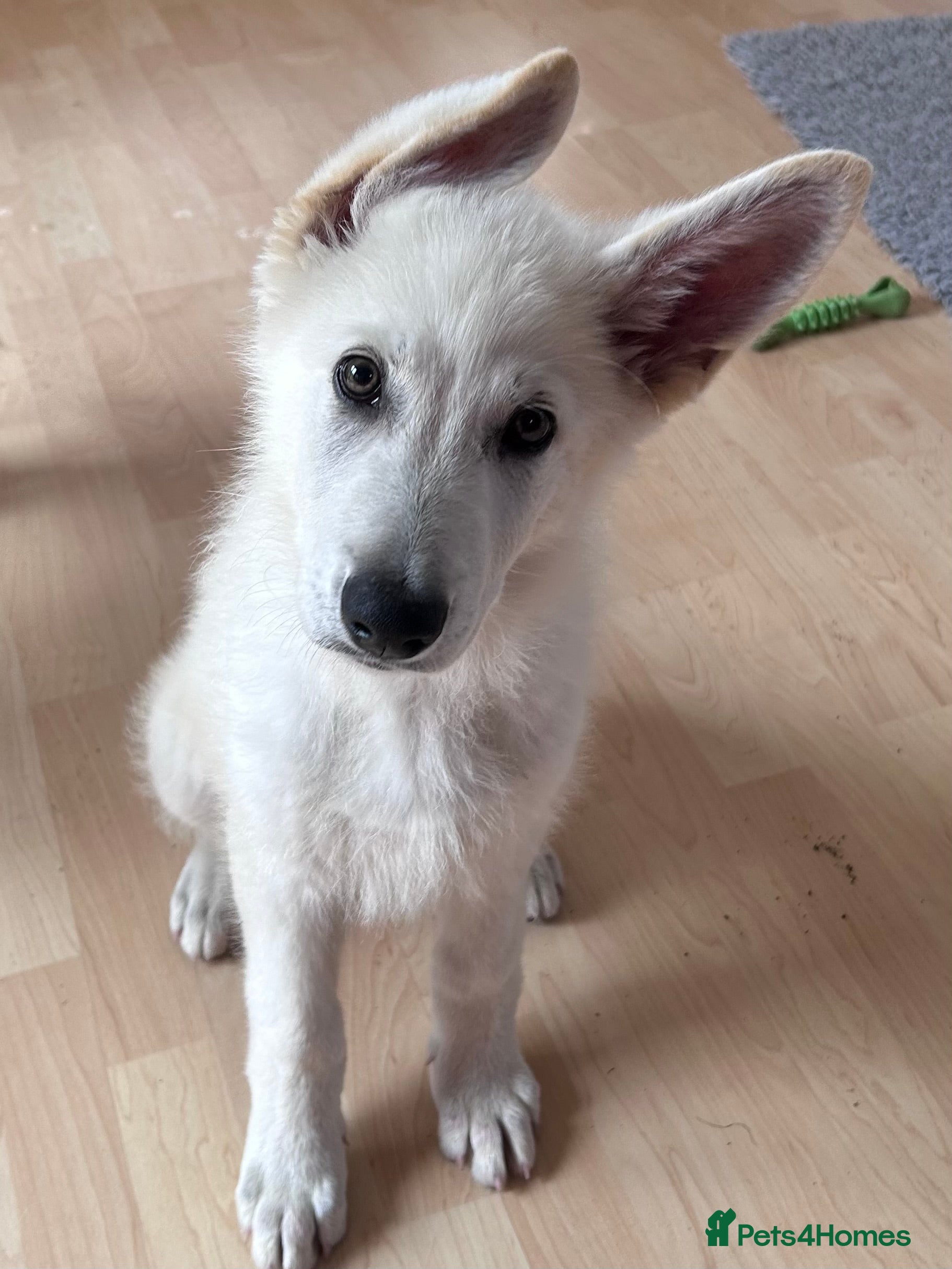 German Shepherd dogs Ready now, exceptional German Shepherd puppies  - Advert 2