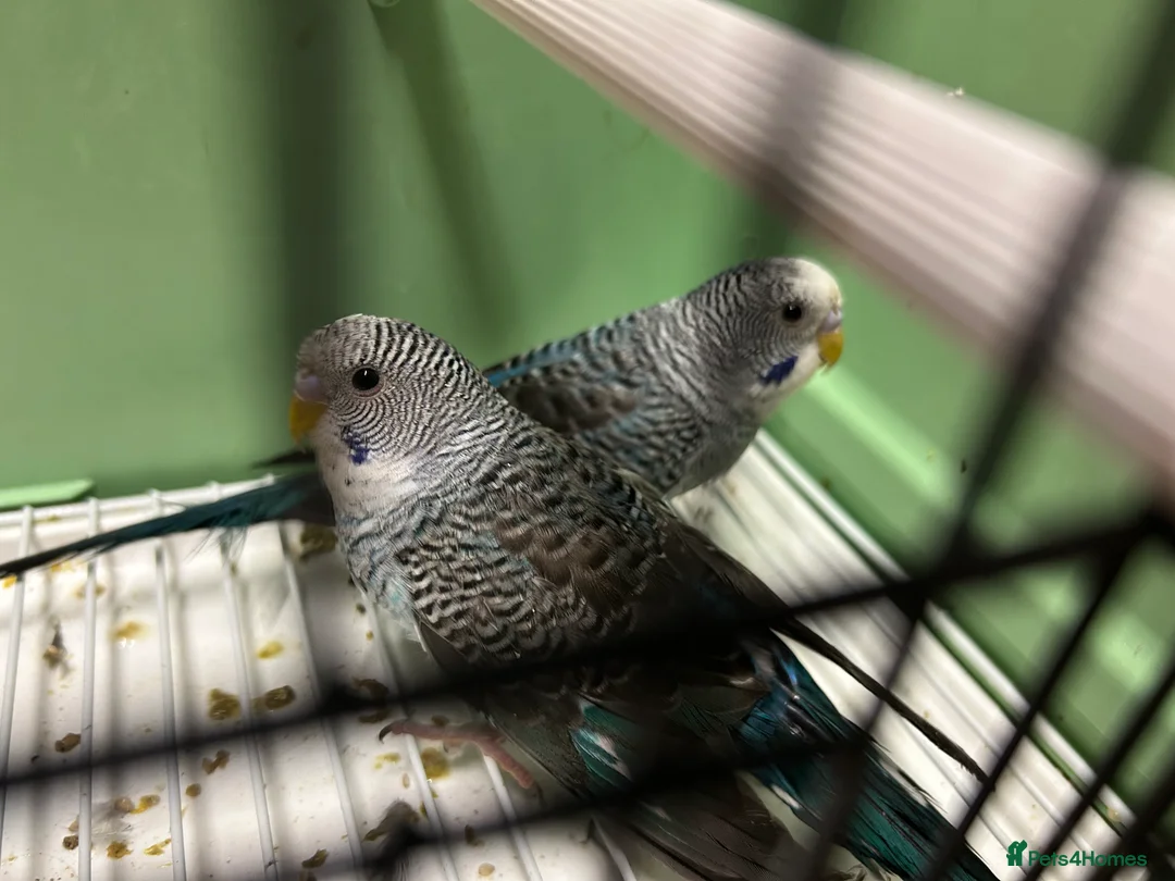 Budgerigars birds for sale: Black face and black wing budgies - Advert 6