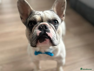 French Bulldog dogs in Chester-le-Street - Advert 24