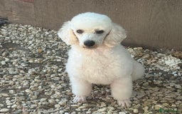 Miniature Poodle dogs for stud: Exceptional Miniature Poodle Stud Dog Services - Image 4