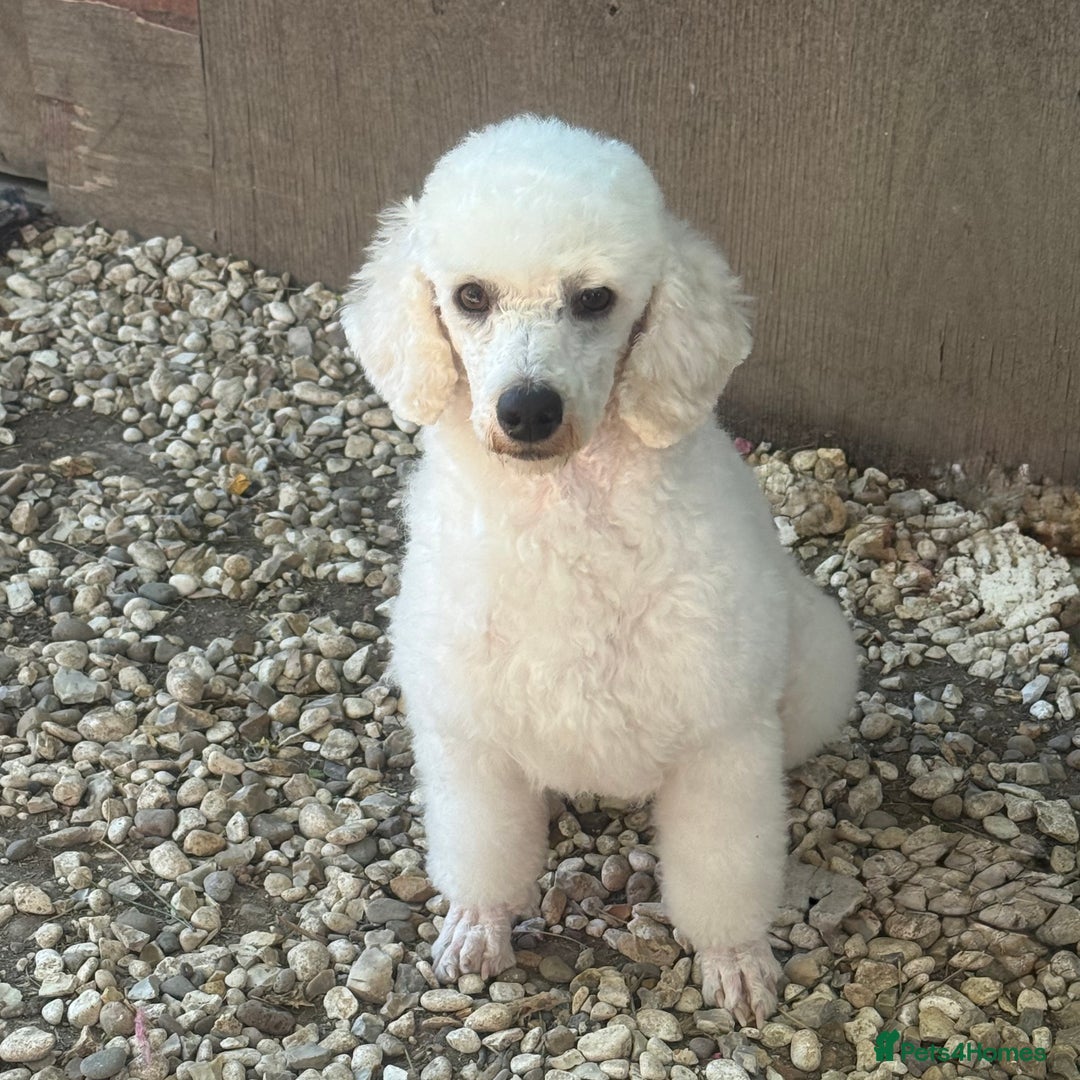Miniature Poodle dogs for stud: Exceptional Miniature Poodle Stud Dog Services - Image 4