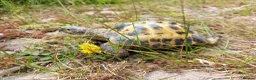 Tortoise reptiles for sale: For Sale 12 year old Male Tortoise and 2 x houses - Advert 4