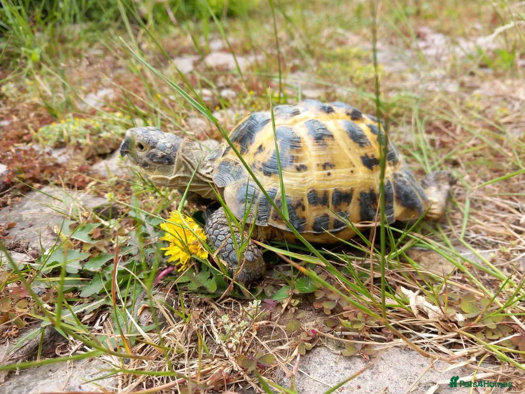 Tortoise reptiles for sale: For Sale 12 year old Male Tortoise and 2 x houses - Advert 4