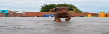 Miniature Dachshund 4