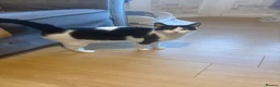 Mixed Breed cats for sale: Two female cats - Advert 3