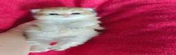 British Longhair cats for sale: 🐾🐾♥️Baby boy - golden black shaded boy🐾🐾♥️ - Advert 19