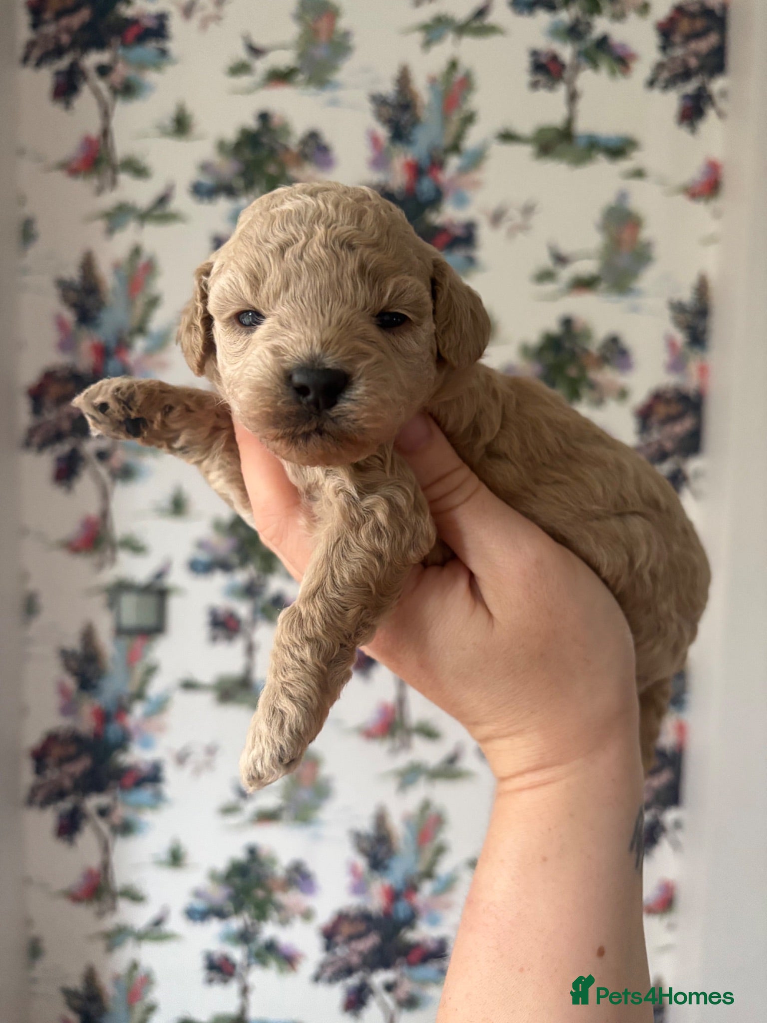 Cavapoo dogs Cavapoo puppies 4 Left  - Advert 10