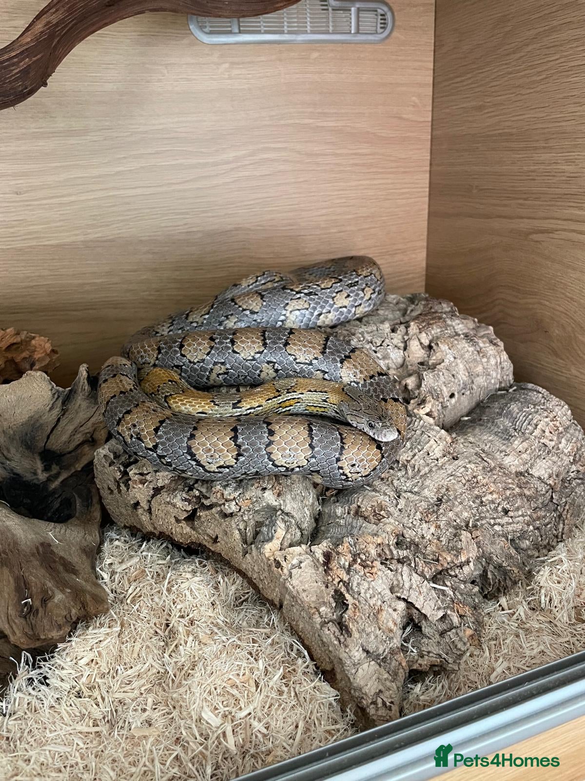 Corn Snake reptiles Corn Snake  - Advert 13