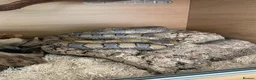 Corn Snake reptiles for sale: Corn Snake  - Advert 1