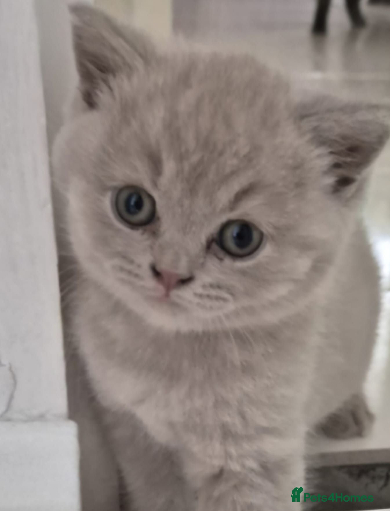 British Shorthair cats Cute BSH blue and lilac kittens for new home - Advert 1