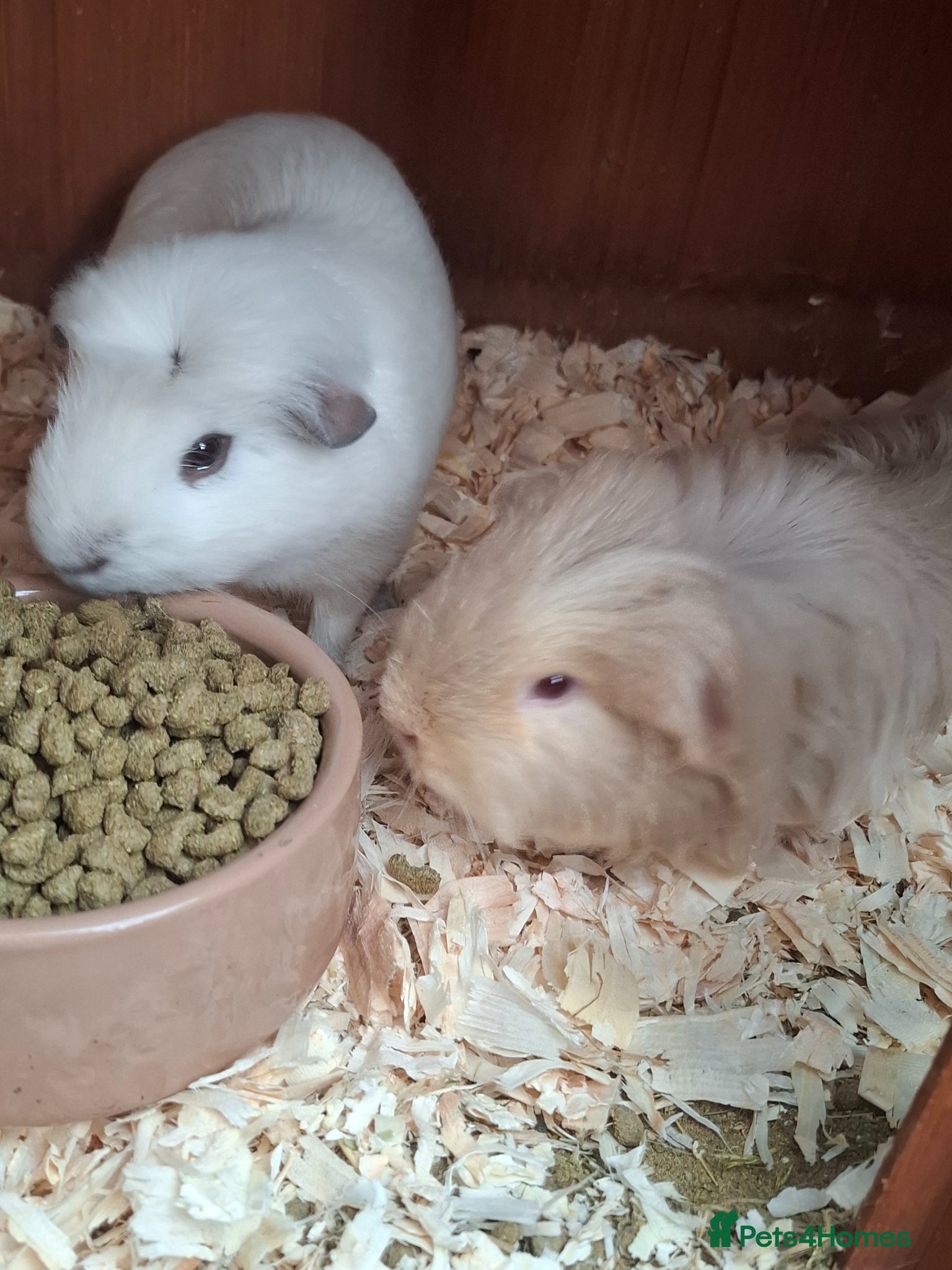 Guinea Pig rodents 3 male Guinea pigs - Advert 4