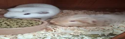 Guinea Pig rodents for sale: 3 male Guinea pigs in Melksham - Advert 1