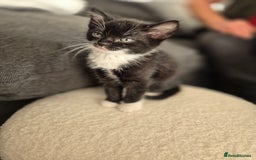 Bombay cats for sale: Gorgeous kittens 🐈‍⬛ - Image 8