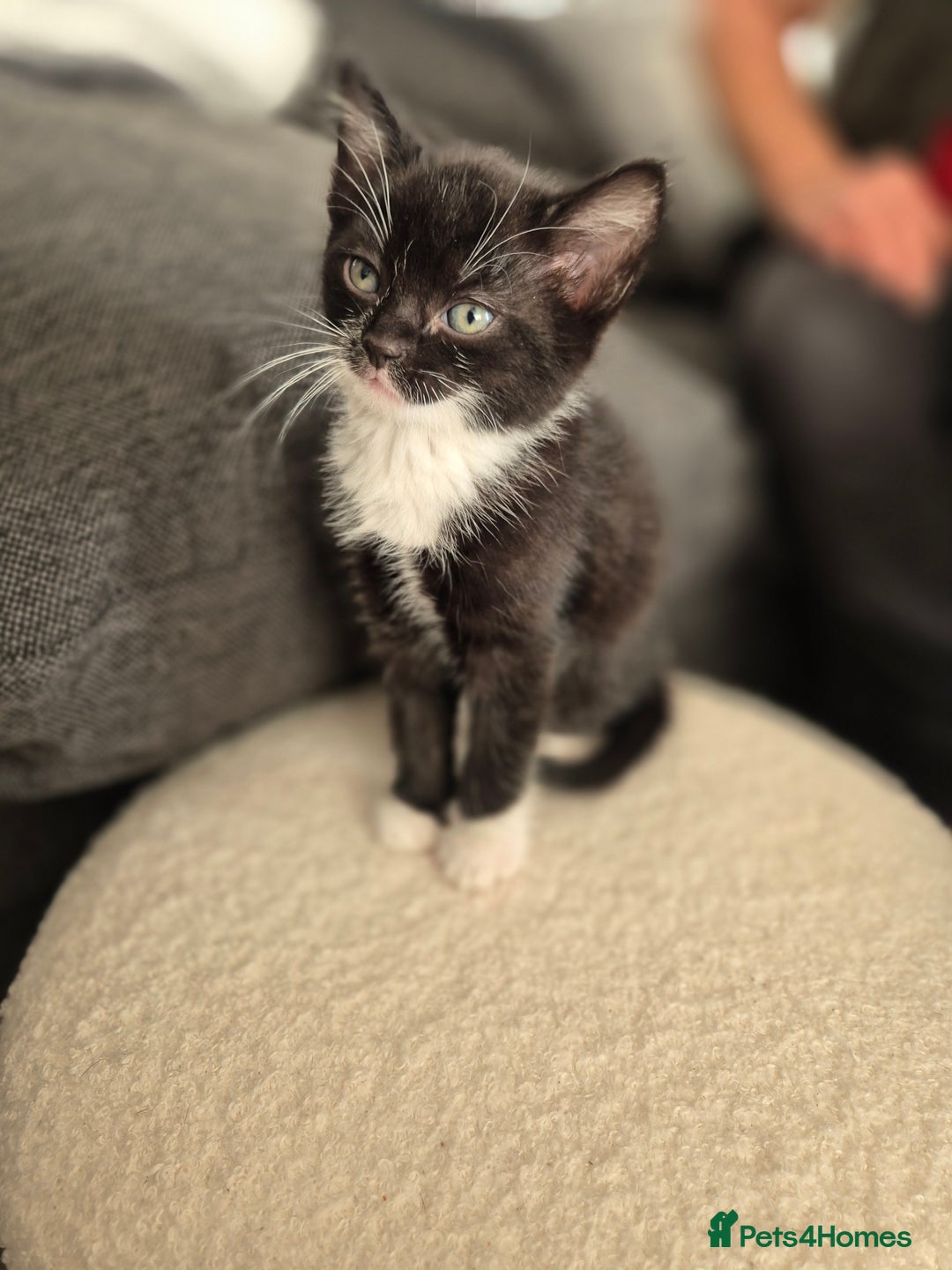Bombay cats for sale: Gorgeous kittens 🐈‍⬛ - Image 8