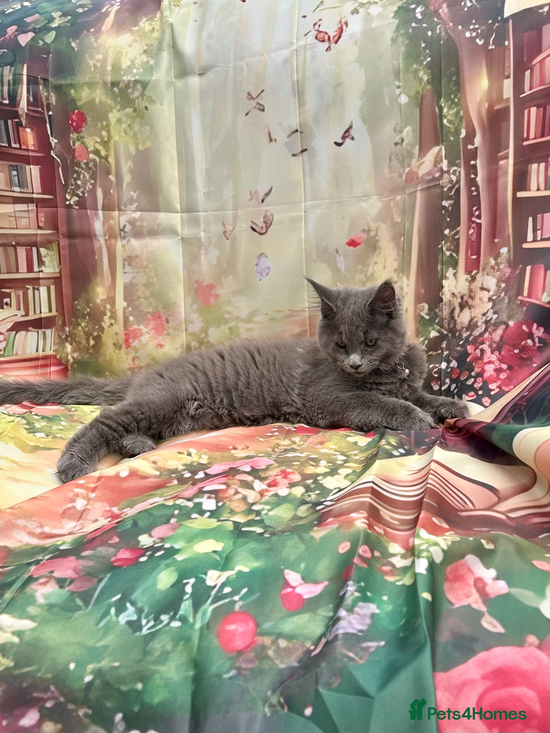 Maine Coon cats for sale: ❤️ Ready to go . GCCF Mainecoon kittens available  - Advert 19