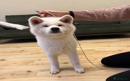 Japanese Akita Inu dogs for sale: Lovely white boy is looking for 5 ⭐ home!  in Northampton - Image 8