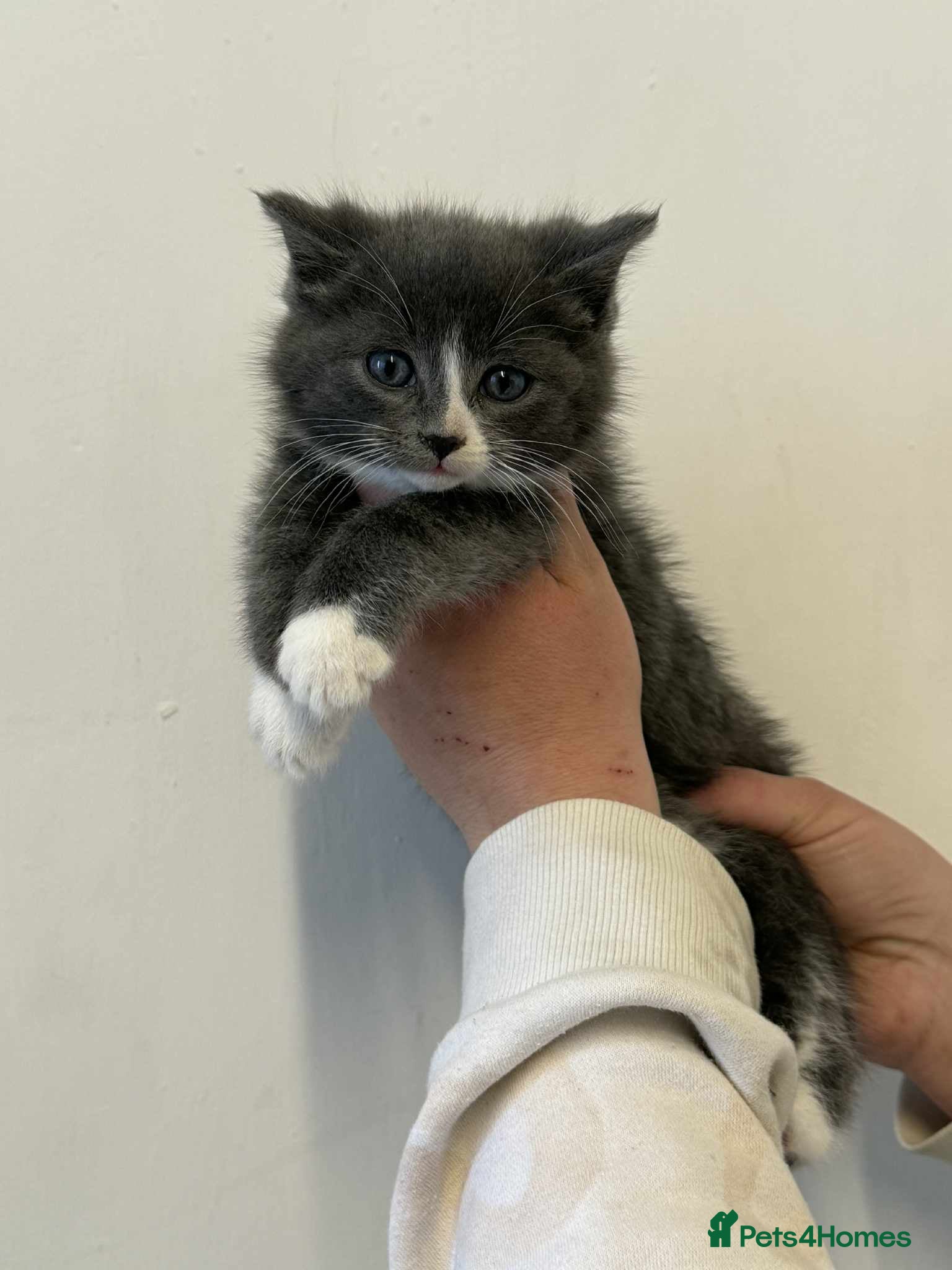 Maine Coon cats Maine Coon x Kittens  - Advert 2