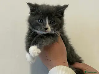 Maine Coon cats Maine Coon x Kittens - Advert 1