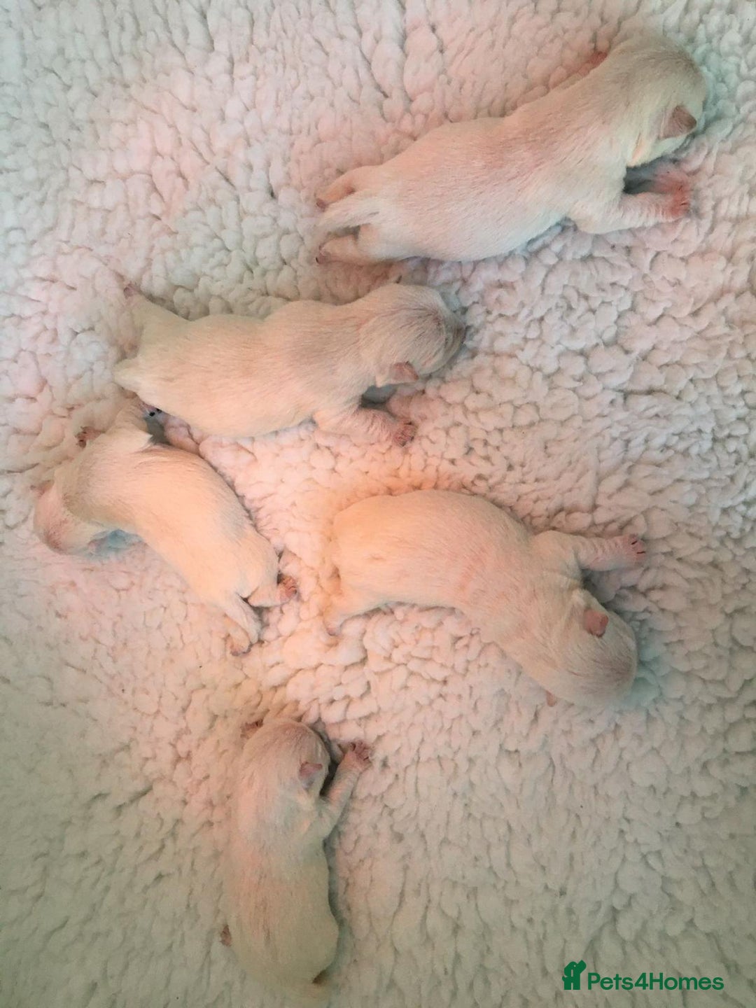 West Highland Terrier dogs for stud: Stud.. in Greenock - Image 17