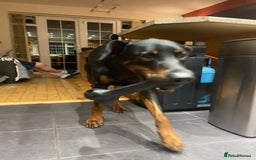 Dobermann dogs for sale: Doberman Male 18 months old  - Image 2
