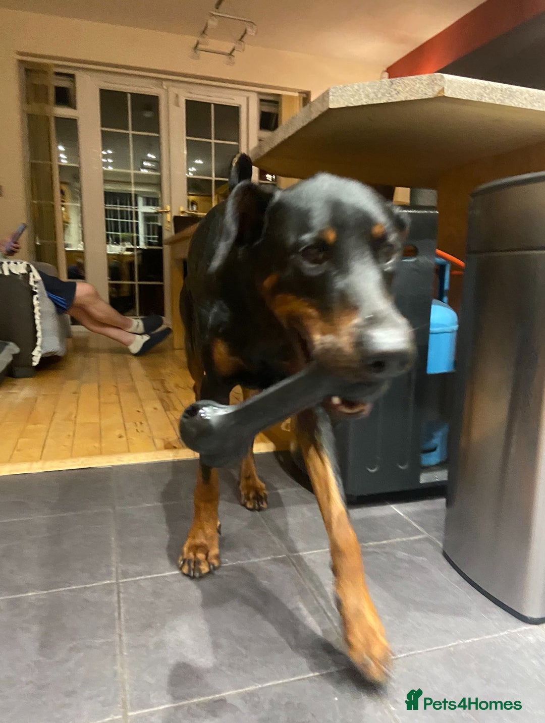 Dobermann dogs for sale: Doberman Male 18 months old  - Image 2
