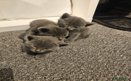 Russian Blue cats for sale: 1 Russian Blue kitten available - Advert 1