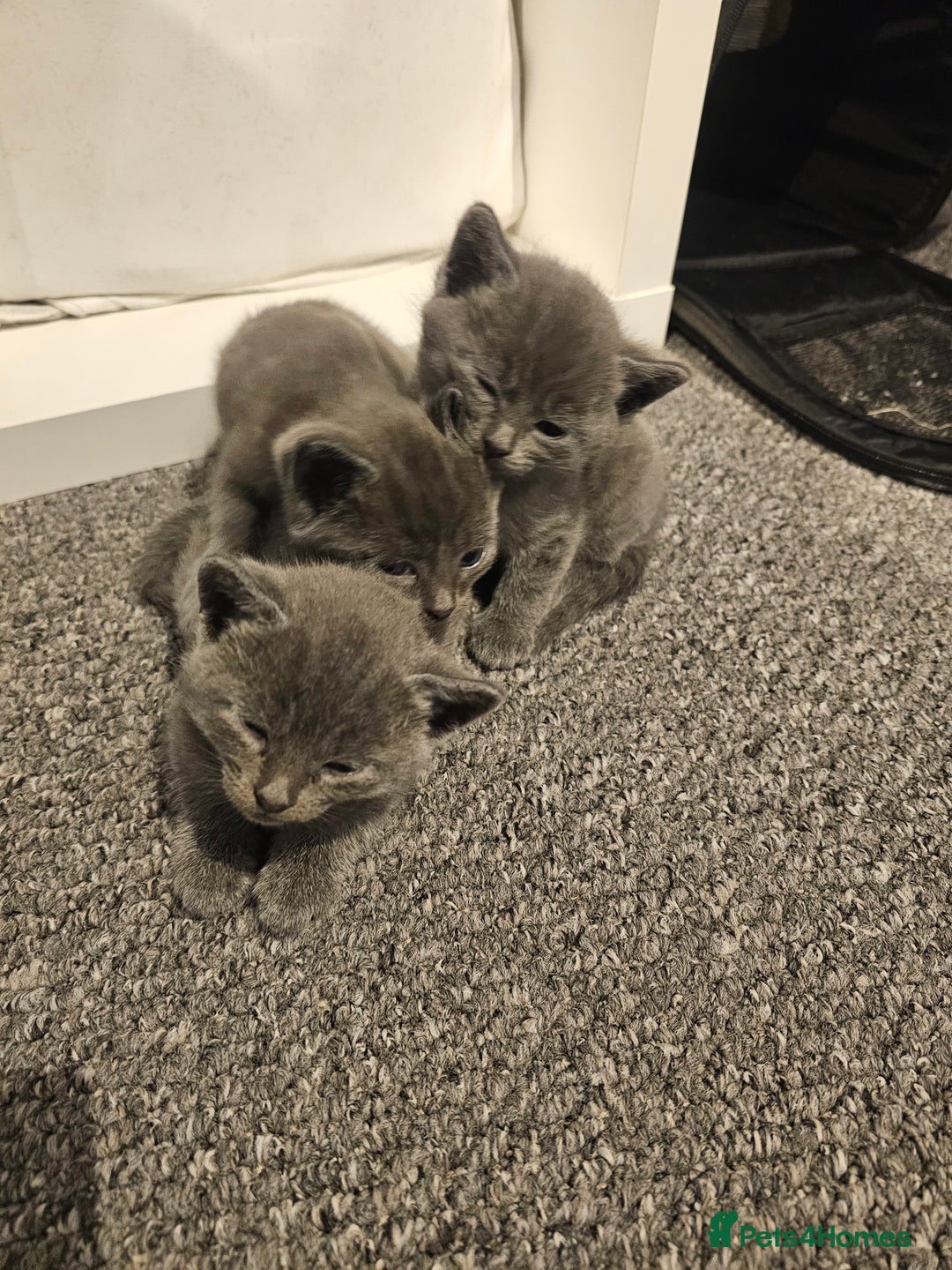 Russian Blue cats for sale: 1 Russian Blue kitten available - Advert 1