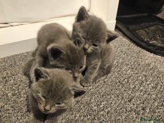 Russian Blue cats 1 Russian Blue kitten available - Advert 3