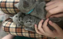 British Shorthair cats for sale: Beautiful British shorthair kittens 🐱 🥰 - Advert 30