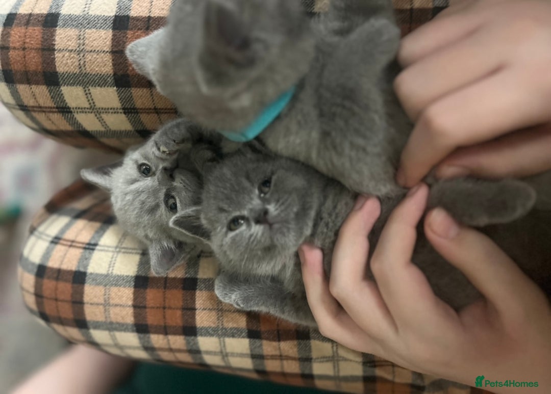 British Shorthair cats for sale: Beautiful British shorthair kittens 🐱 🥰 - Advert 30
