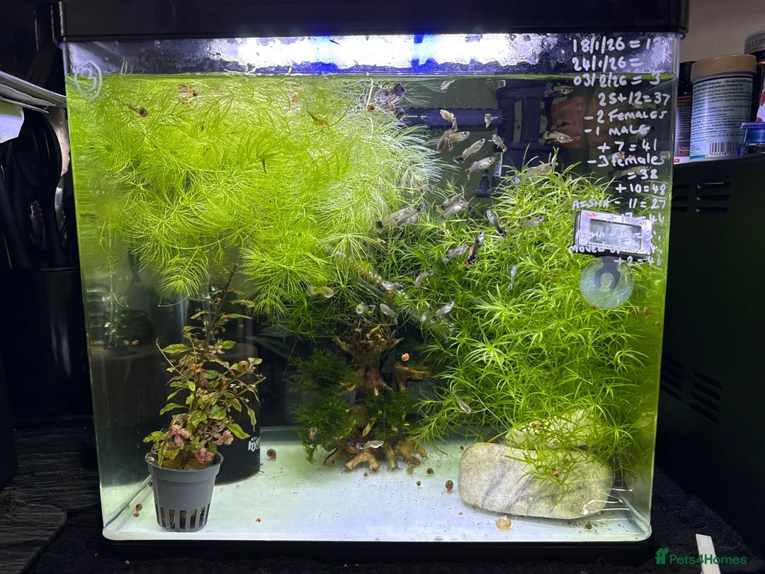 Live Bearers fish for sale: Guppy’s  in Manchester - Advert 2