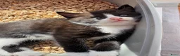 Mixed Breed cats for sale: Adorable kittens ready for loving homes - Advert 31