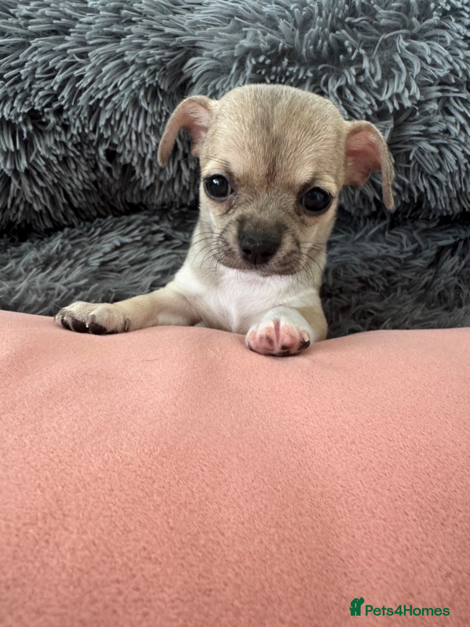 Chihuahua dogs Gorgeous Rare Pure Breed Chihuahua Puppies - Advert 2