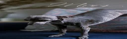 Italian Greyhound dogs for sale: Beautiful Italian Greyhound Puppies – 2 Girls, Boy - Advert 11