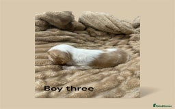 Cavapoo dogs for sale: ** RARE CAVAPOO PUPPIES DNA 🧬 CLEAR ** - Advert 7