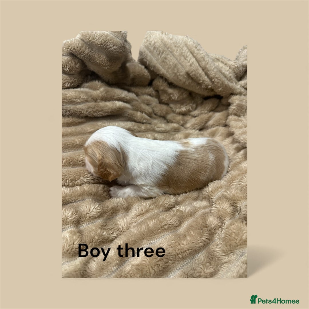 Cavapoo dogs for sale: ** RARE CAVAPOO PUPPIES DNA 🧬 CLEAR ** - Advert 7