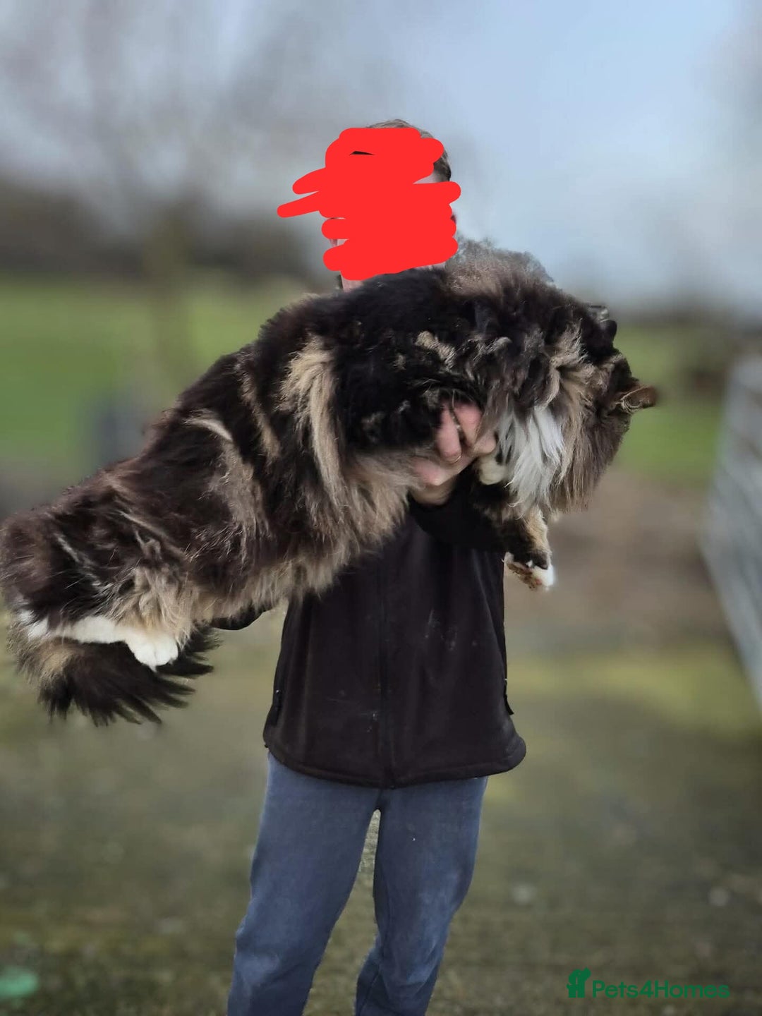 Maine Coon cats for sale: Maine Coon Group - Advert 1