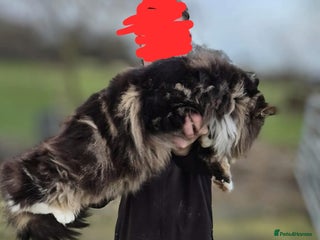 Maine Coon cats Maine Coon Group - Advert 1