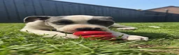Mixed Breed dogs for sale: Staffy X American Bulldog Puppy - Advert 4