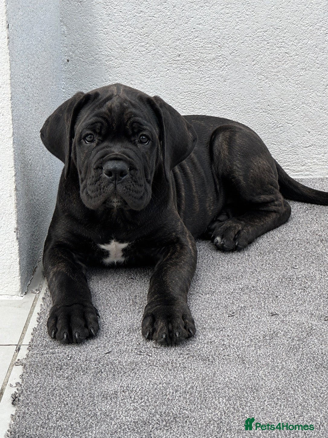 Cane Corso dogs 🐾 European Champion Bloodline Cane Corso Puppies - Advert 1