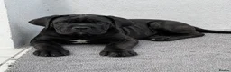 Cane Corso dogs for sale: Only 2 Left | European Champion Bloodline Puppies - Advert 1