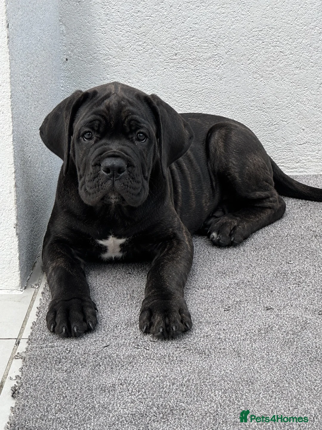 Cane Corso dogs for sale: Only 2 Left | European Champion Bloodline Puppies - Advert 1