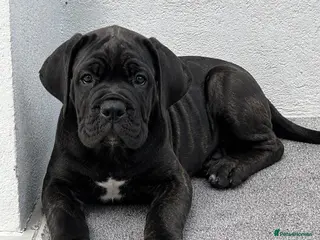 Cane Corso dogs Only 2 Left | European Champion Bloodline Puppies - Advert 1