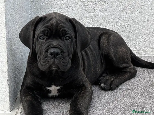 Cane Corso dogs Only 2 Left | European Champion Bloodline Puppies - Advert 1