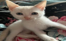 Mixed Breed cats for sale: Ragdoll sphynx mixed kittens ready now  - Image 7
