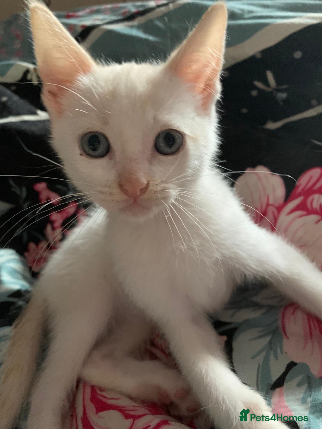 Mixed Breed cats for sale: Ragdoll sphynx mixed kittens ready now  - Image 7