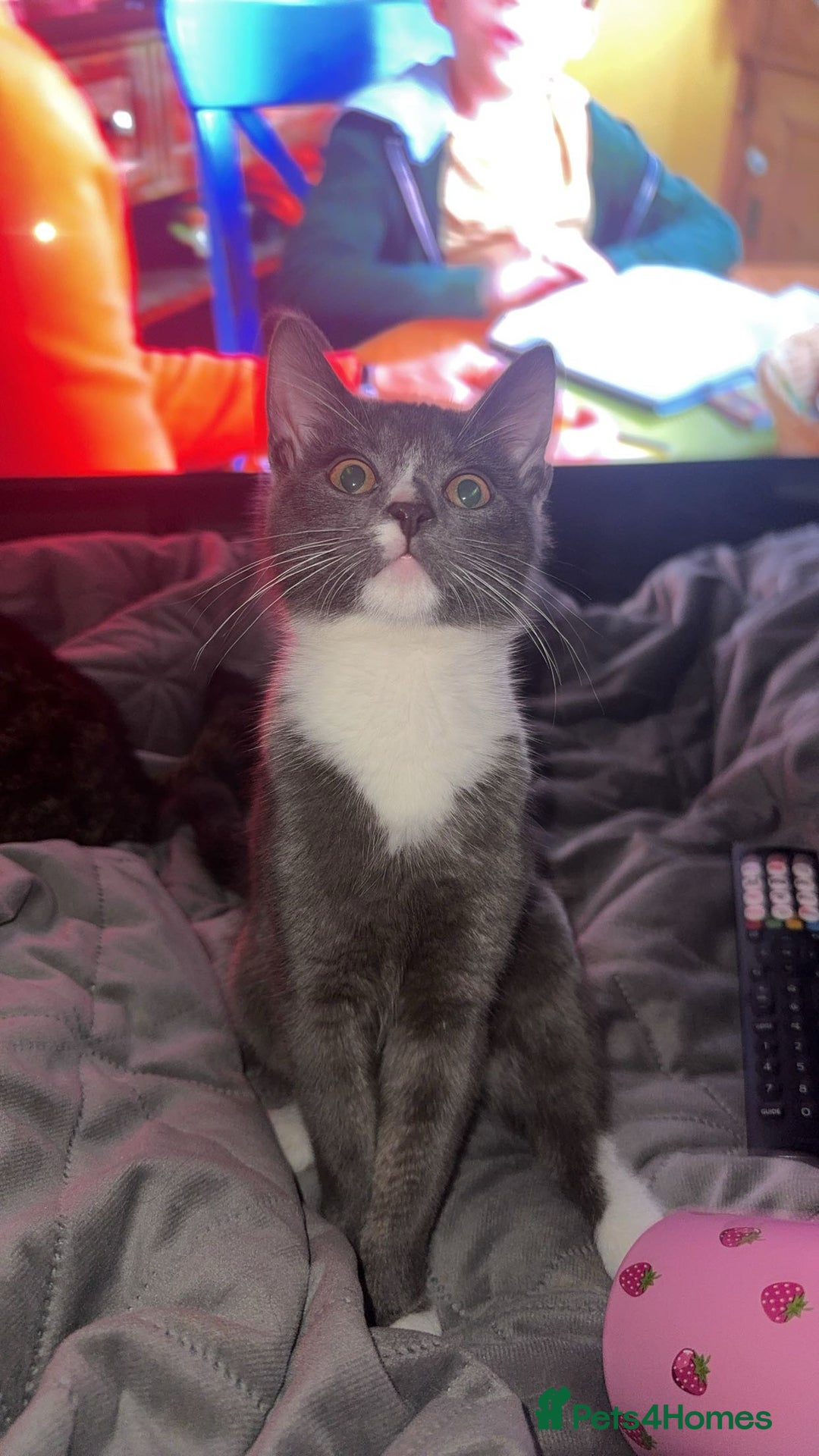 British Shorthair cats for sale: 8 month old ozzy  - Image 4
