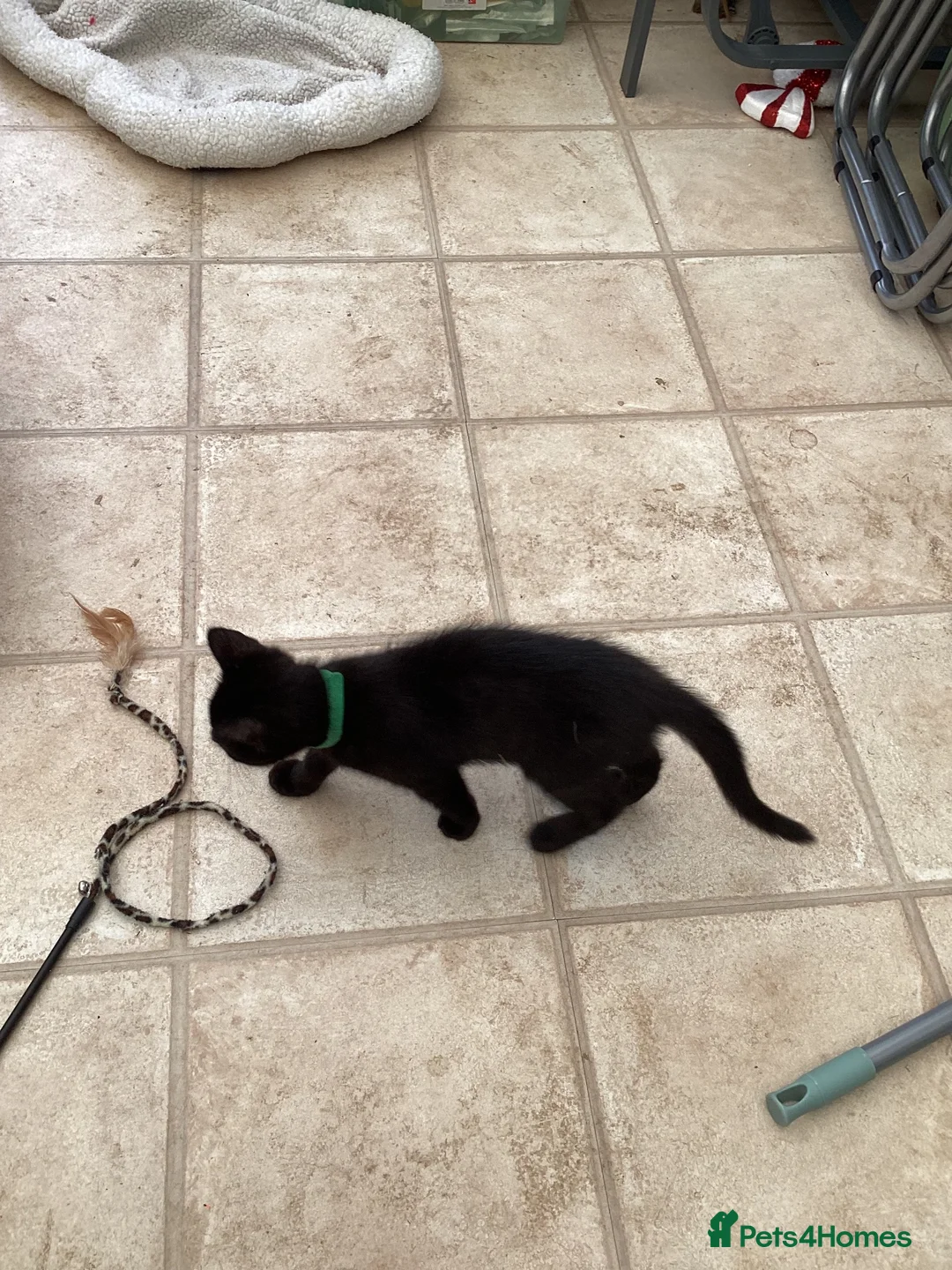 Mixed Breed cats for sale: Feral kittens  in Durham - Advert 1