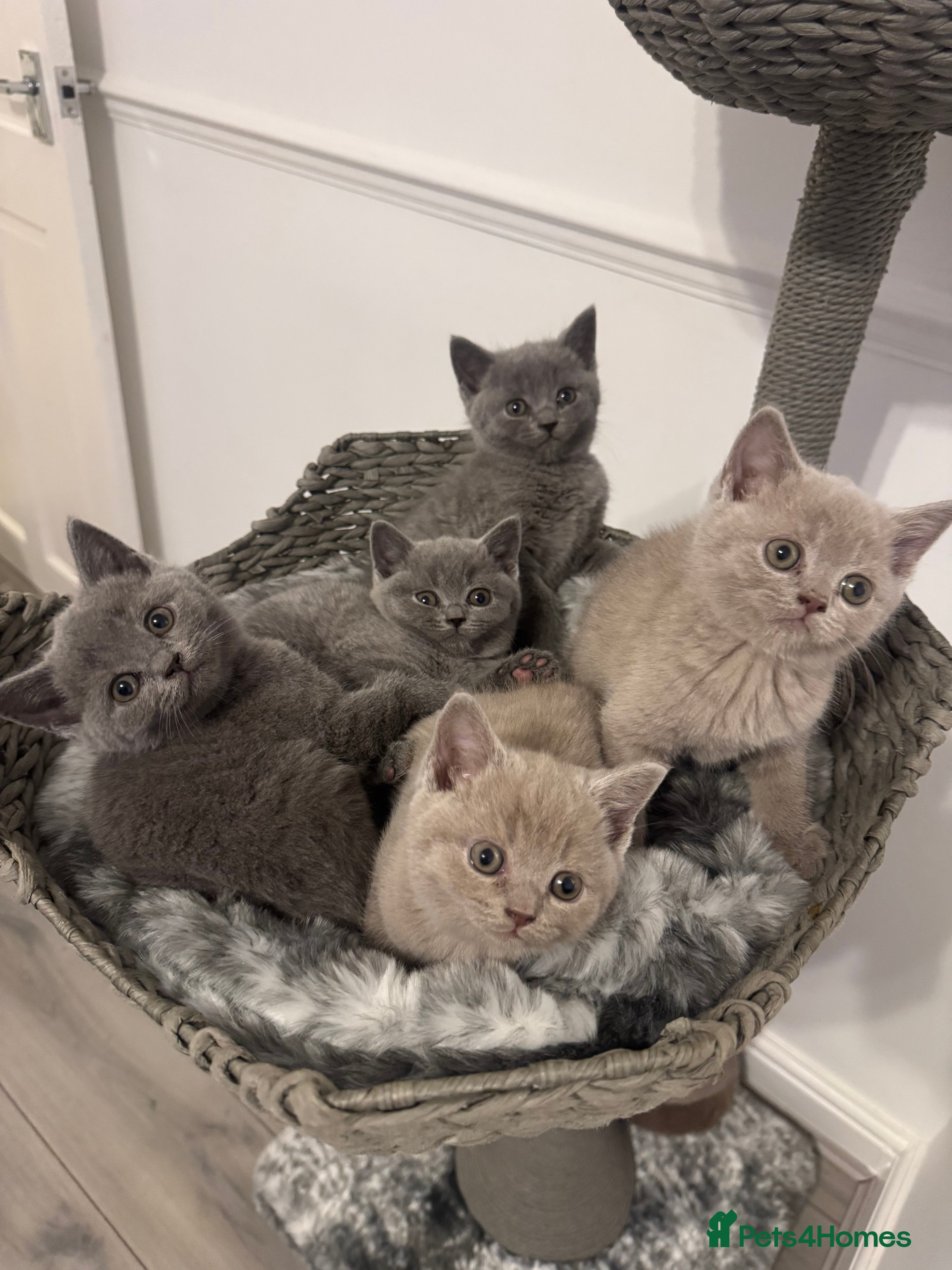 British Shorthair cats  ❤️Adorable British Shorthair Kittens❤️ - Advert 1